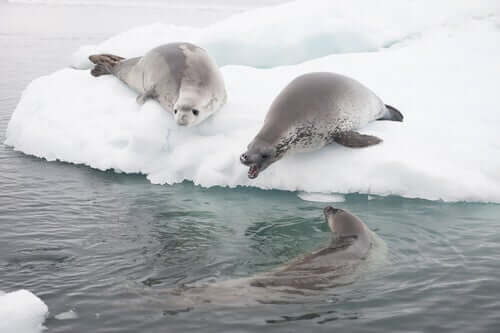 Gruppo di foche cancrivore.