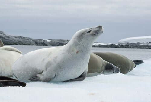 La foca cancrivora: caratteristiche principali