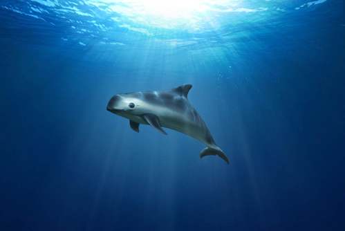 La focena del golfo di California: un cetaceo a rischio di estinzione