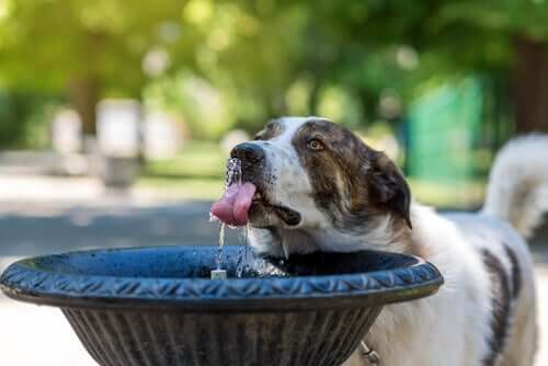Cane che beve da una fontana.