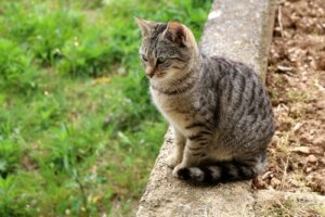 Lasciar uscire i gatti all'aperto: come farlo in sicurezza