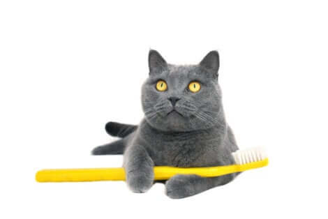 Gatto con spazzolino da denti tra le zampe.