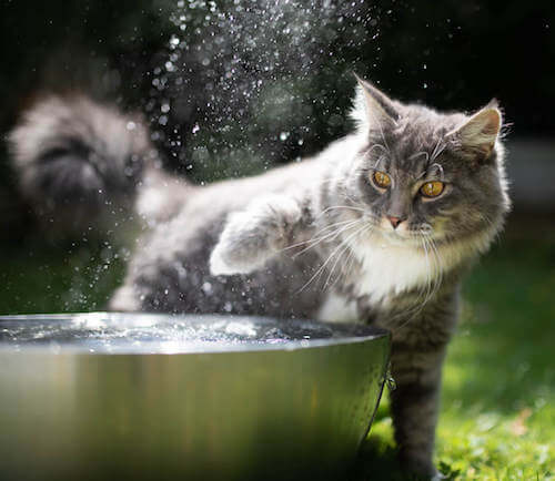 Gatto grigio che bagna la zampa in una fontana.