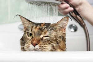 Perché i gatti odiano l'acqua? Sveliamo il mistero