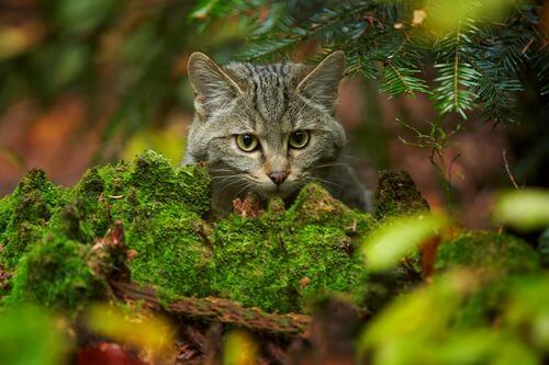 Viso di un gatto selvatico scozzese.