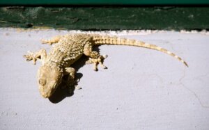 Caratteristiche e habitat del geco comune