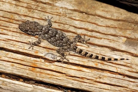 Esemplare di geco comune cammina sul legno.