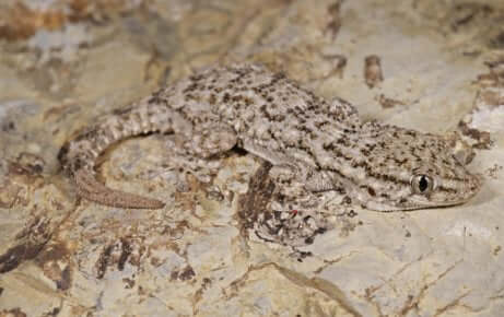 Esemplare di geco comune mimetizzato di grigio chiaro.