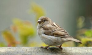 Il passero domestico: tra storia e curiosità
