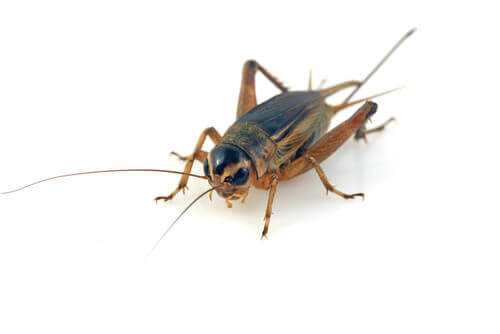 Caratteristiche fisiche del grillo. Grillo marrone.