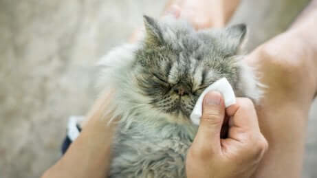 Igiene degli occhi di un gatto.