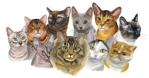 Illustrazione razze di gatti.