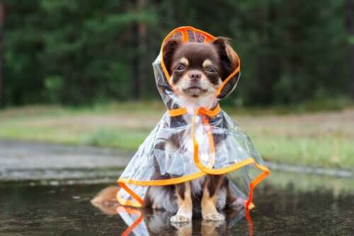 Cane con mantellina impermeabile per ripararsi dalla pioggia.