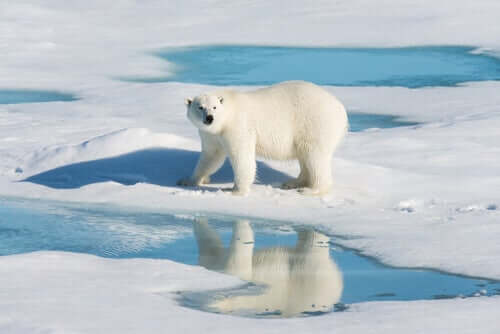 Gli orsi polari e l'inquinamento del loro habitat