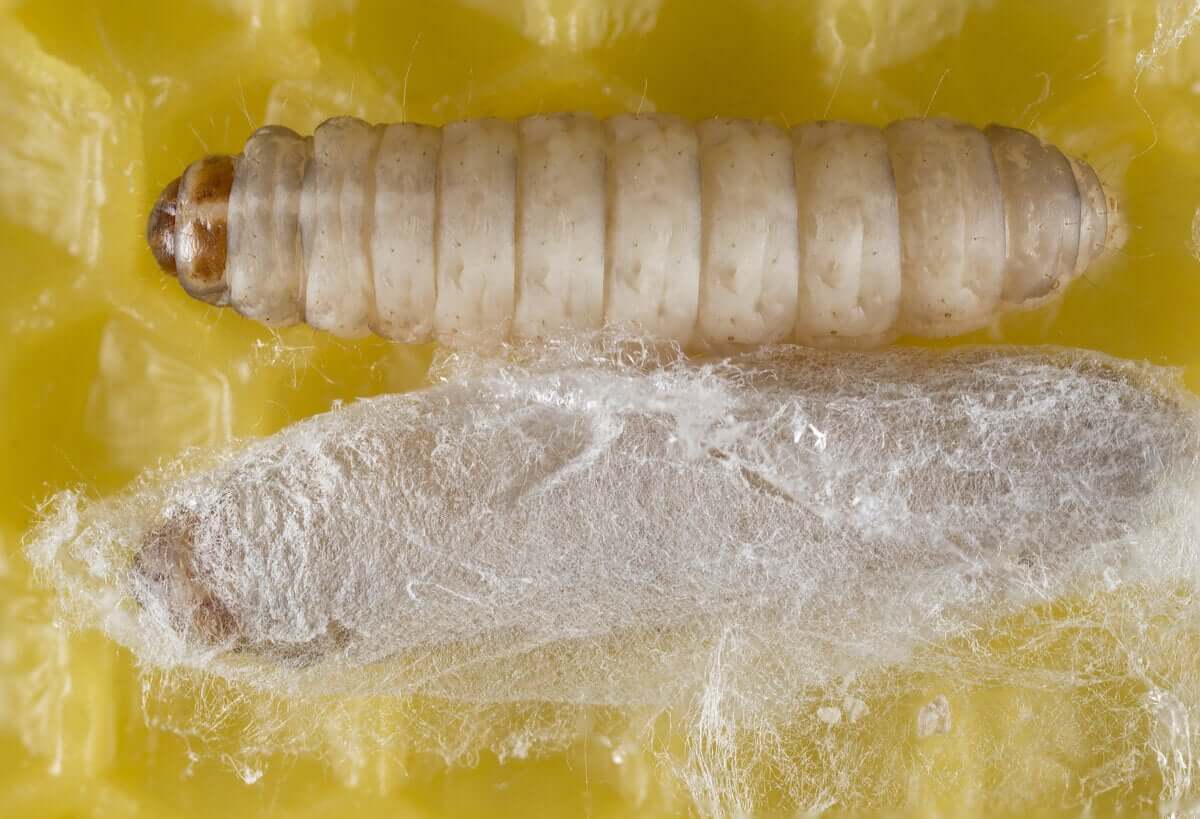 Una larva o ninfa con il bozzolo. Vermi che mangiano la plastica.