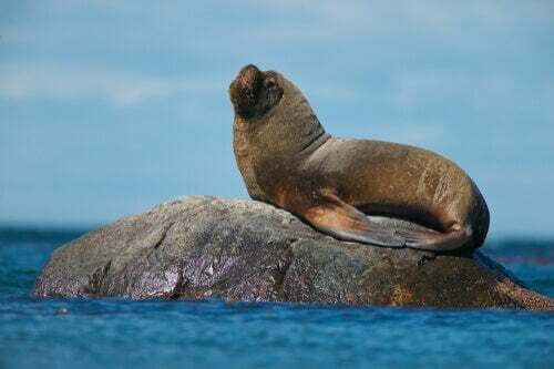 Leone marino sudamericano (Otaria flavescens).