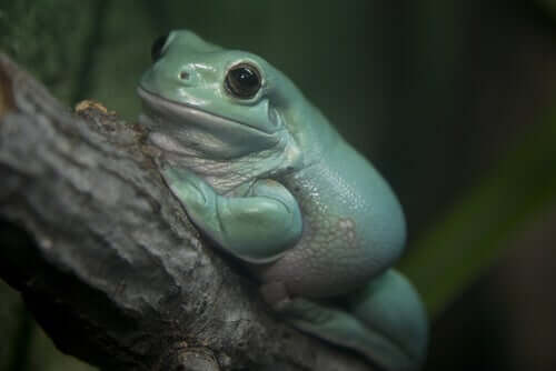 Litoria caerulea.