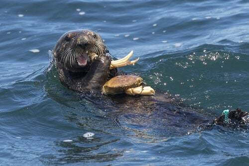 Lontra marina che mangia in acqua.