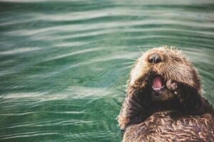 L'archeologia dietro le abitudini della lontra di mare