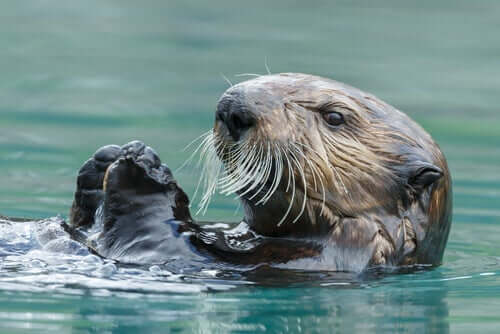 Lontra marina nel suo habitat naturale.