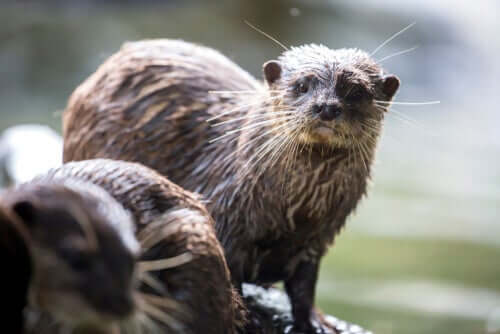 Lontra nana bagnata dopo un'immersione.