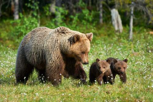 In che modo le mamme orso si prendono cura dei loro cuccioli?