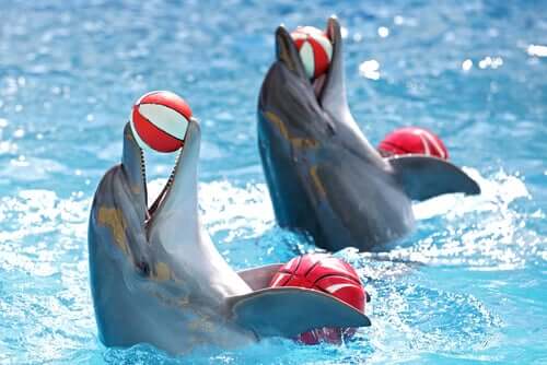 Delfini che giocano con delle palle durante uno spettacolo acquatico.