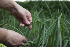 Agroecologia: possiamo ancora salvare il pianeta?
