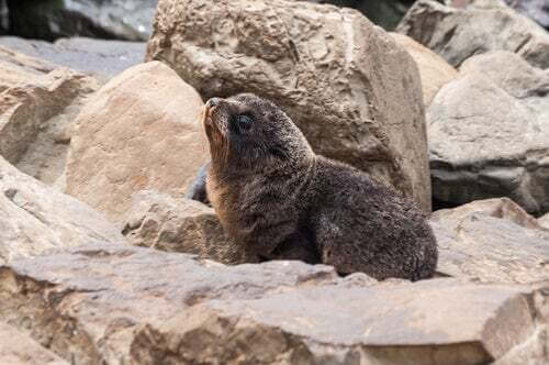 Leone marino della Nuova Zelanda (Arctophoca fosteri).