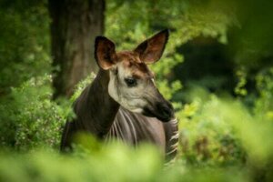 Okapi: un fossile vivente a metà tra una giraffa e una zebra