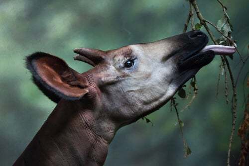 Okapi che mangia.