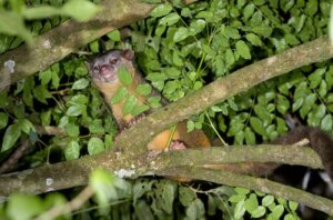 Olinguito, una nuova specie di mammifero