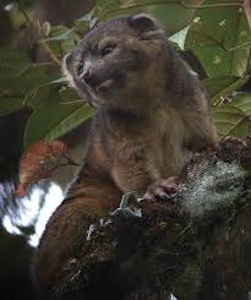 Olinguito nel suo habitat naturale.