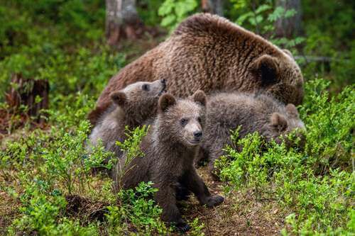 Famiglia di orsi.