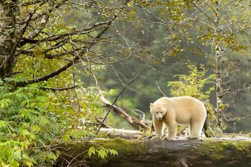 L'orso Kermode, lo spirito della foresta