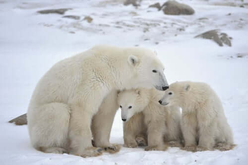 Cuccioli di orso polare con la madre.