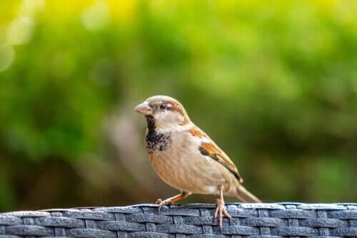 Passer domesticus Linnaeus.