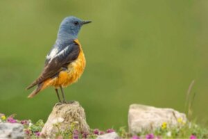 La fauna del parco nazionale di Guadarrama