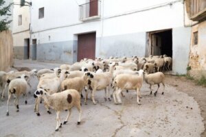 Razze ovine italiane: scopriamone alcune