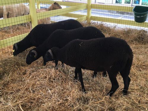 Pecora massese. Razze ovine italiane.