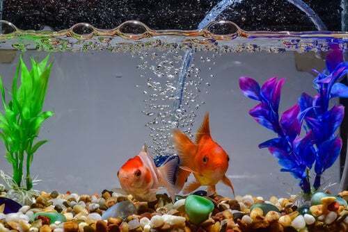 Pesci nell'acquario.