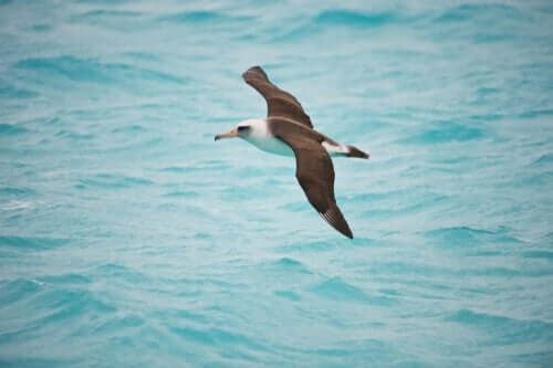 Uccello marino in volo.