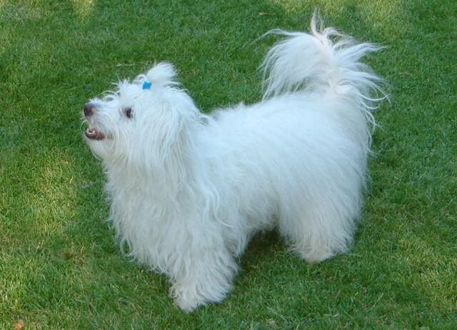 Piccolo cane bianco a pelo lungo.