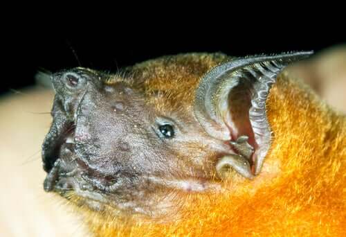 Pipistrello pescatore: un mammifero volante bruttino ma socievole