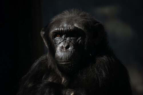 Primo piano di uno scimpanzè.