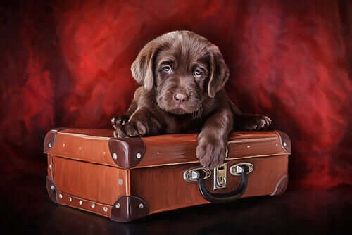 Quadro che rappresenta un cucciolo di cane sopra una valigia.