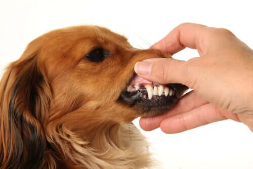 Padrone che controlla i denti al proprio cane.