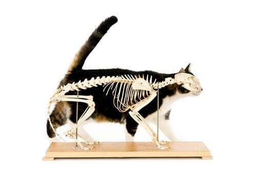 Radiografia di un gatto.