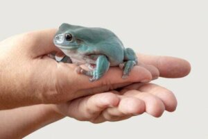 Raganella cerulea australiana: un anfibio tenerissimo