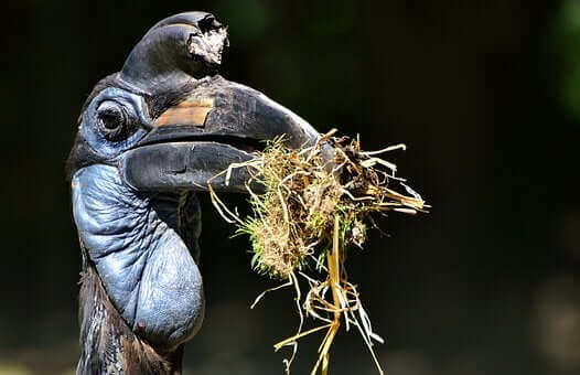 Rhinoplax vigil che costruisce il nido.